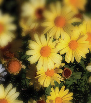 beautiful yellow margarita flowers in switzerland alpes region of bagnes during autumn and sunny day
