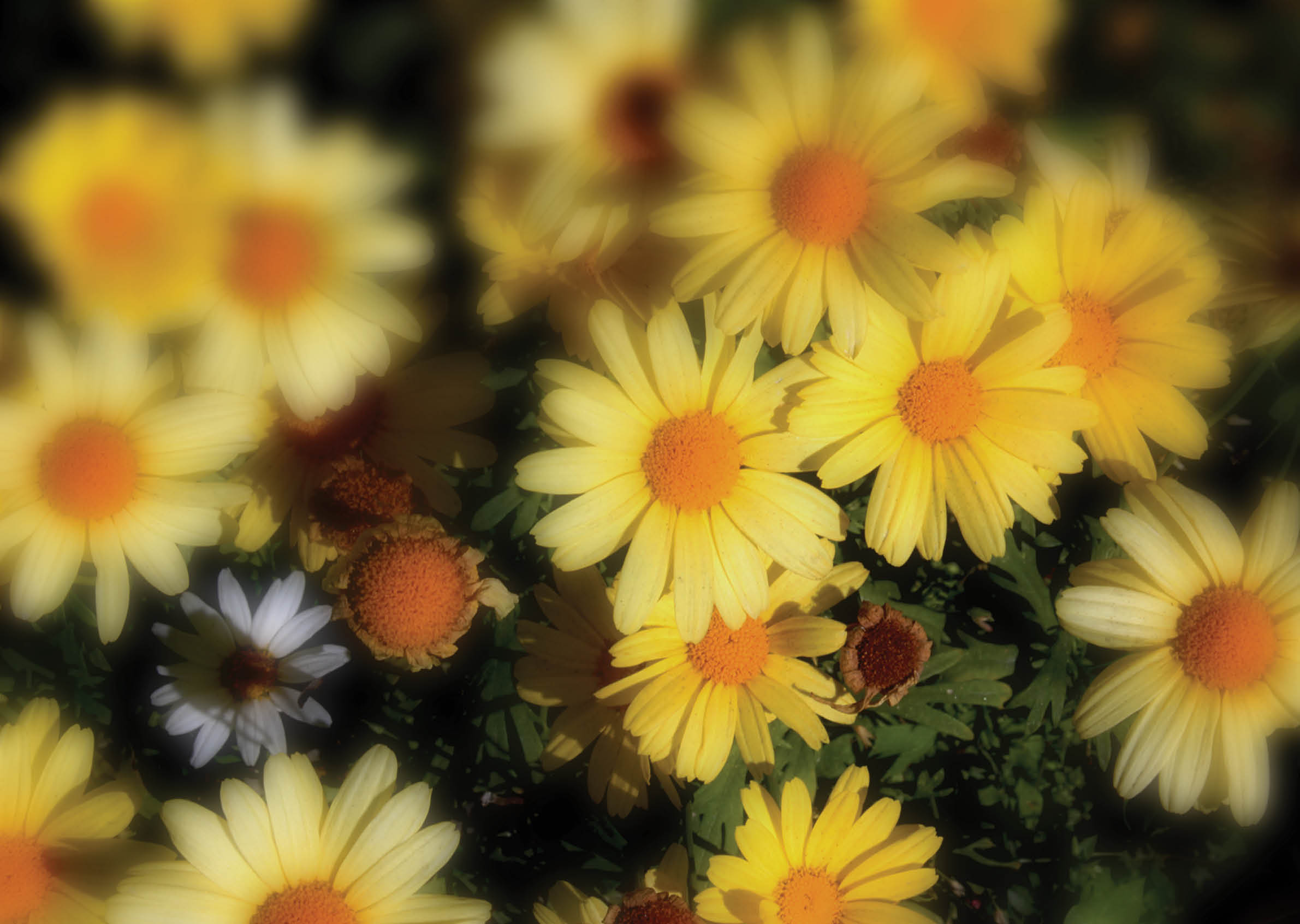 beautiful yellow margarita flowers in switzerland alpes region of bagnes during autumn and sunny day