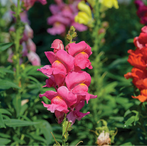 Antirrhinum majus dragon flower also known as Snap Dragons and Tagetes patula (French Marigolds) is blooming in the garden