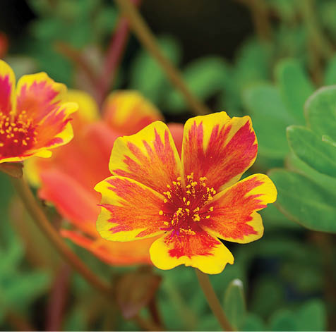 Red and yellow Portulaca flower. (Portulaca oleracea)