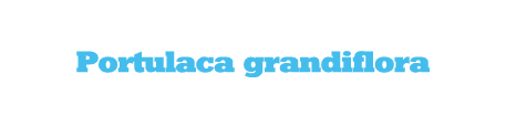 Πορτουλάκα Portulaca grandiflora