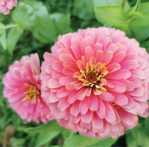 Zinnia​ is​ herbaceous​ plant​ with​ flowers​ in​ many​ color​s​ such​ as​ red​, pink, white, orange, purple​ Zinnia​ flower​s​ are​ dried​ and​ ground​ into​ a​ power​ for​ making​ tea​