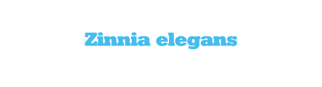 Ζίννια Zinnia elegans