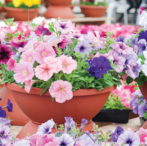 Petunia, Petunias in the tray,Petunia in the pot, multicolor petunia