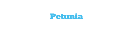 Πετούνια Petunia