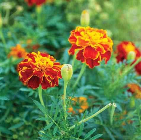 Background from orange marigold flowers. French marigolds for publication, poster, calendar, post, screensaver, wallpaper, postcard, banner, cover, website. High quality photography