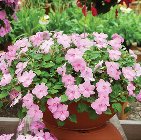 pink impatiens, scientific name Impatiens walleriana flowers also called Balsam, flowerbed of blossoms in pink, potted plants