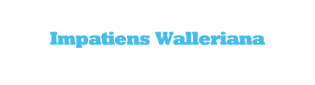 Ανυπομονεσία ή Έρωτας Ιmpatiens Walleriana