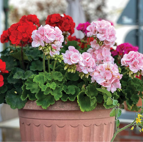 Vibrant red and pink blooming geranium flowers in decorative flower pot close up, floral wallpaper background with red and pink geranium Pelargonium