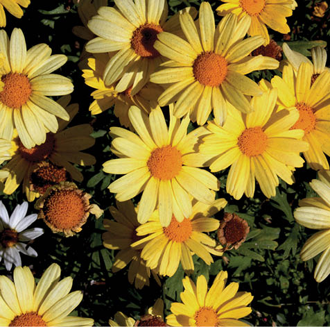beautiful yellow margarita flowers in switzerland alpes region of bagnes during autumn and sunny day