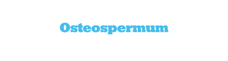 Αφρικανική Μαργαρίτα Οsteospermum