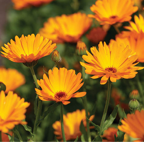 Selective focus of Calendula officinalis with orange petals blossom, Pot marigold flowers with warm yellow colour in the garden, Nature floral background.