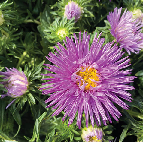 Top view closeup of isolated beautiful purple aster flower head (callistephus chinensis) with green leaves 