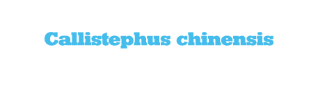 Καλλίστεφος Κίνας Callistephus chinensis