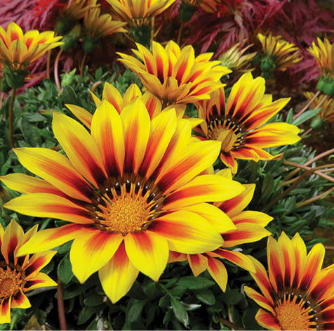 Lovely yellow Gazania's