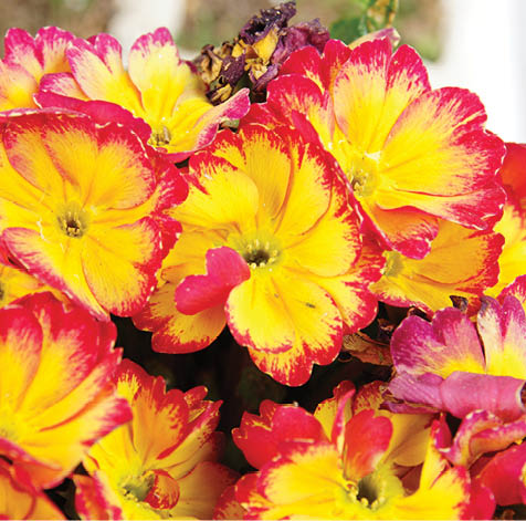 bouquet of colorful primula flowers