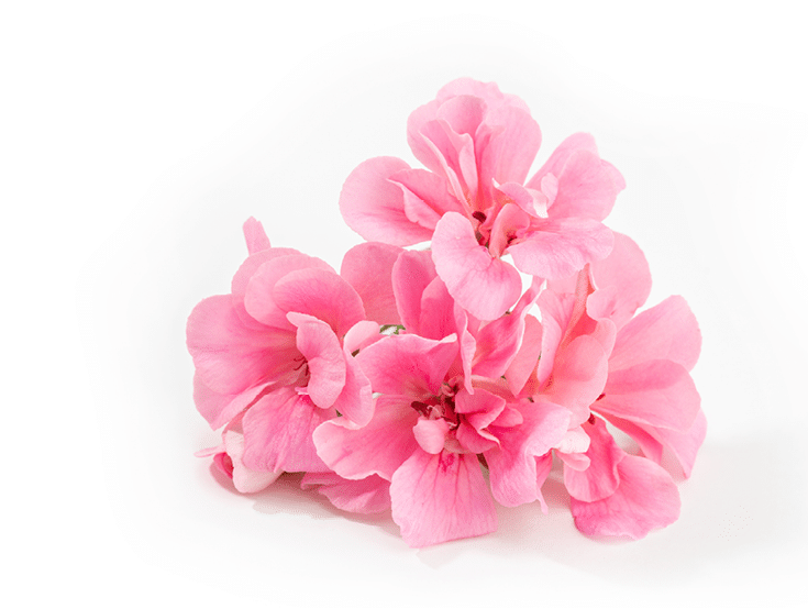 Pink geranium flower isolated on white background