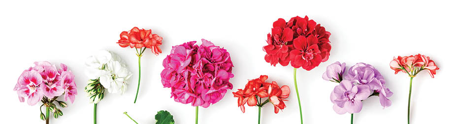Geranium flowers and leaves isolated on white background. Pelargonium plants collection and banner. Summer garden concept. Flat lay, top view. Design element 