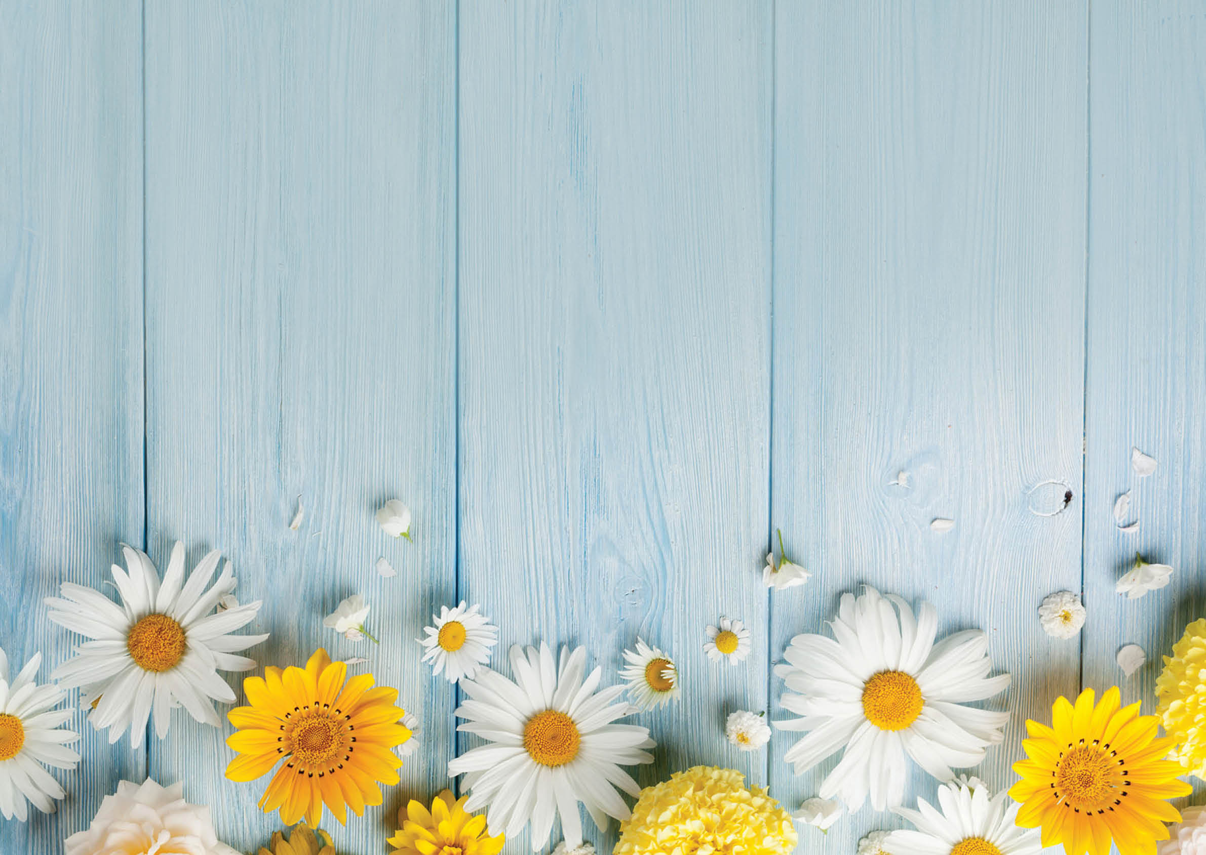 Garden flowers over blue wooden table background. Backdrop with copy space