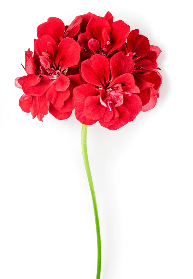 Geranium flowers and leaves isolated on white background. Pelargonium plants collection and banner. Summer garden concept. Flat lay, top view. Design element 