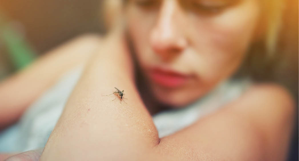 Mosquito sits on human skin. Pain, danger of infection. Dangerous Zica virus aedes aegypti fly mosquito, Mayaro fever cases spread. Sick girl symptom itchy arm close up shot. Anti dengue vaccine day.