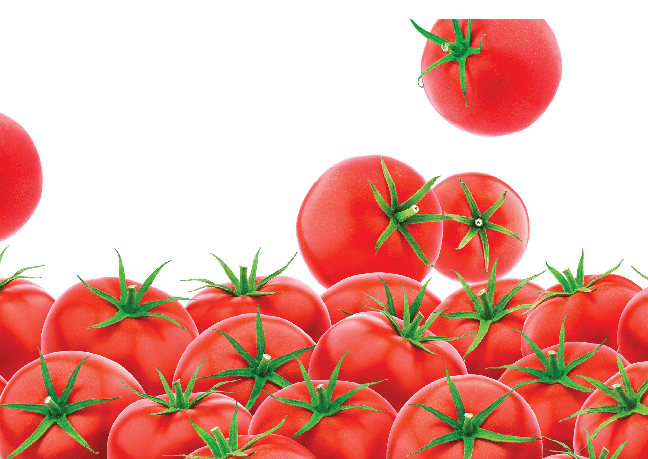 Tomato isolated. Seamless pattern with heap of fresh tomatoes