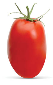 San Marzano, plum or Roma tomato isolated on white background including clipping path.