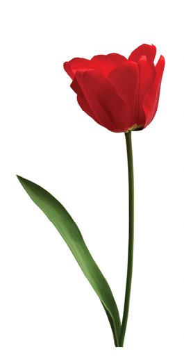 Red tulips isolated on white background.