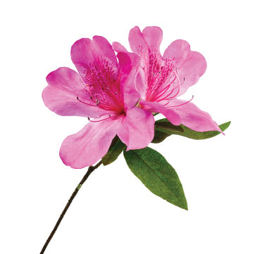 Azaleas flowers with leaves, Pink flowers isolated on white background with clipping path 