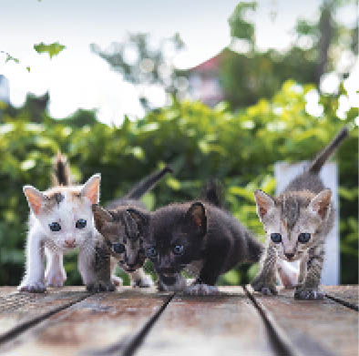 Adorable little baby kitten walking.