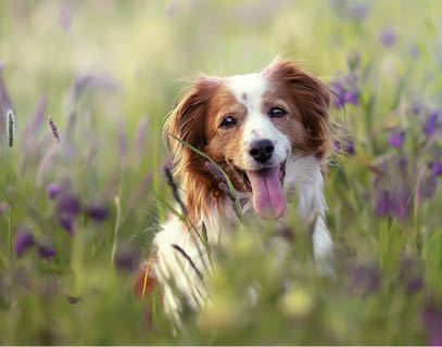 A selective focus shot of an adorable Kooikerhondje dog in a field
