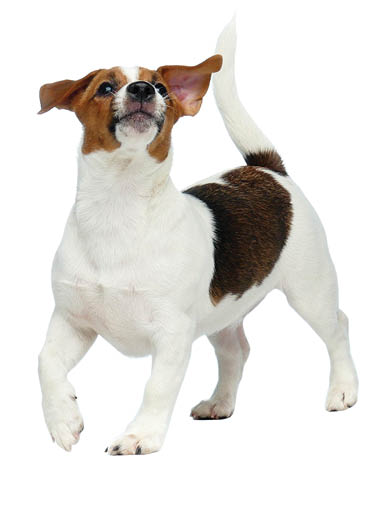 Cute face of Jack Russell Terrier puppy on white backround