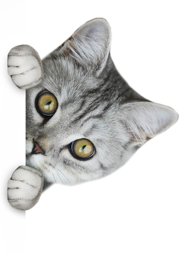 cat hiding behind poster