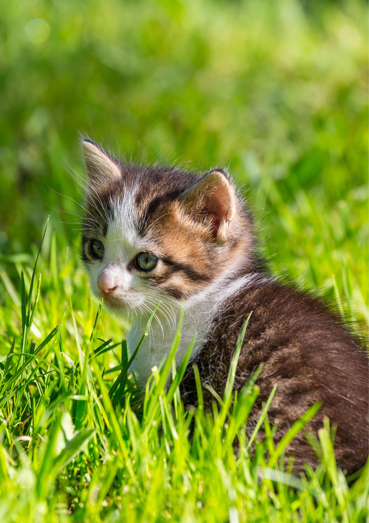 little kitten
