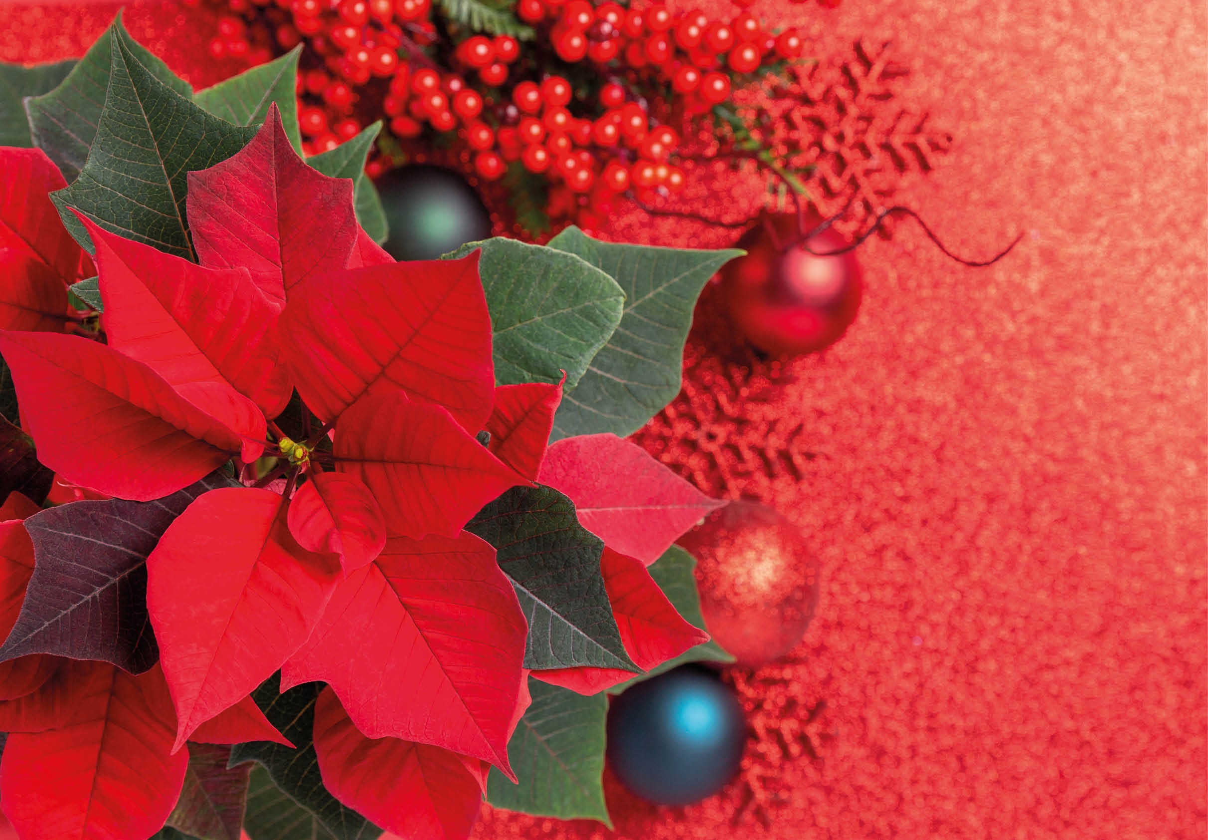 Red poinsettia flower and festive Christmas arrangement on red background. Top view, copy space. Xmas banner.