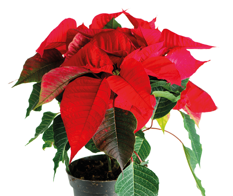 Red poinsettia plant, flower in pot Christmas star, isolated on white