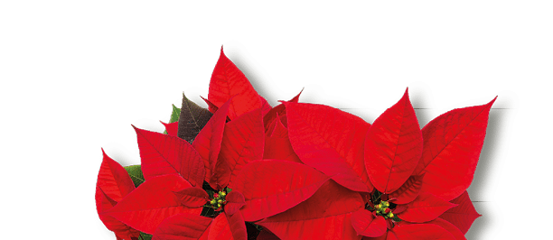 Christmas flower poinsettia isolated on white background