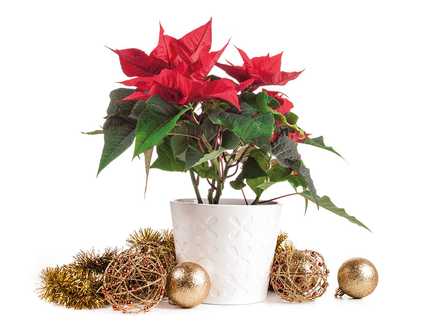 Poinsettia (euphorbia pulcherrima), knows also as Christmas star.