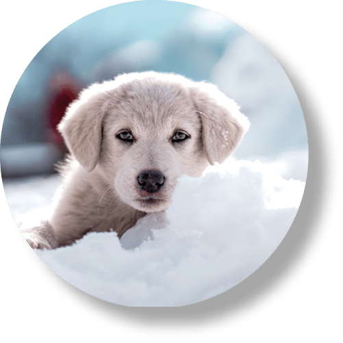 White puppy are sitting on the snow in the sunny day. the portrait of the white puppy in the background in the cold.