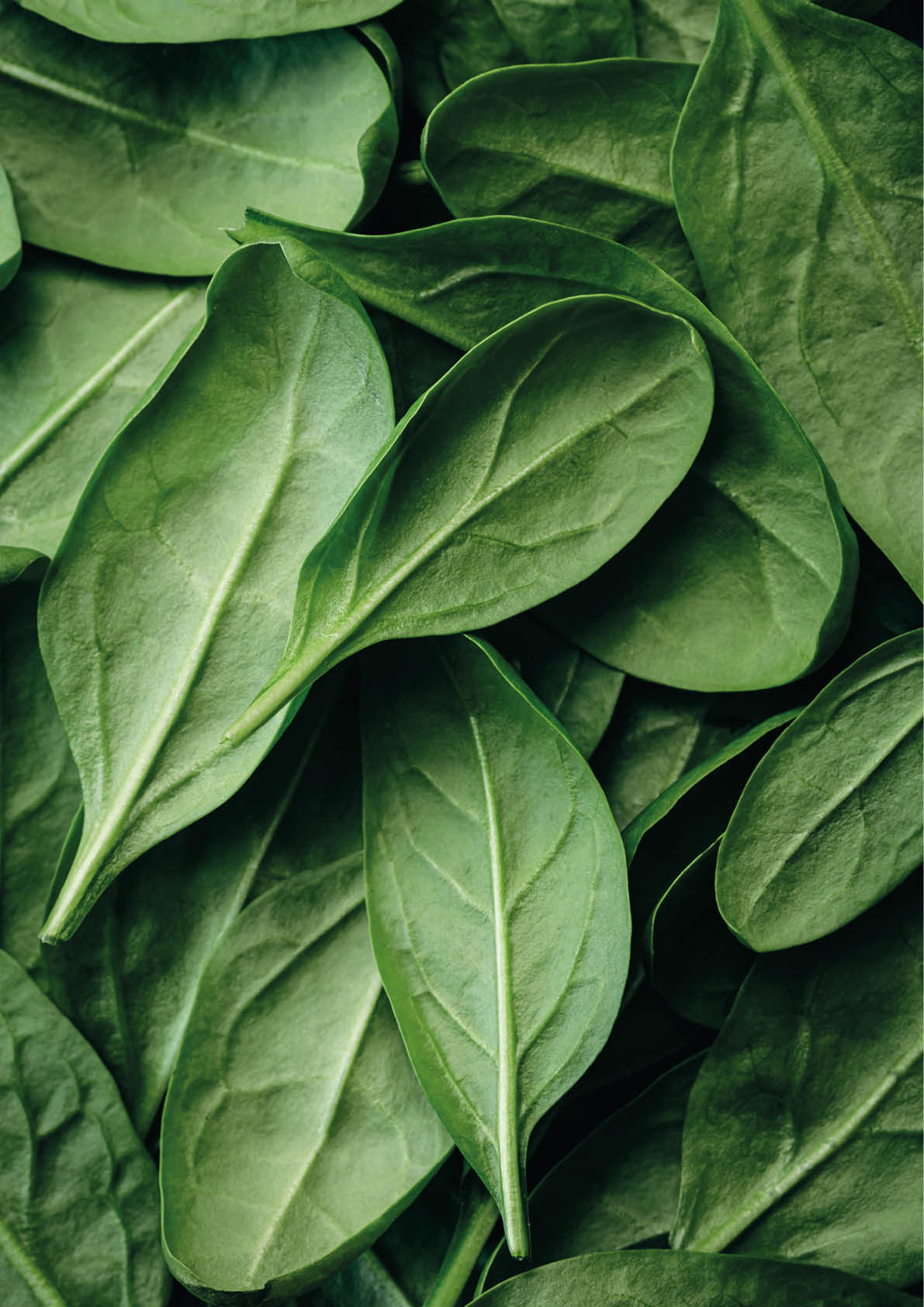 Fresh textured green baby spinach leaves, natural background.