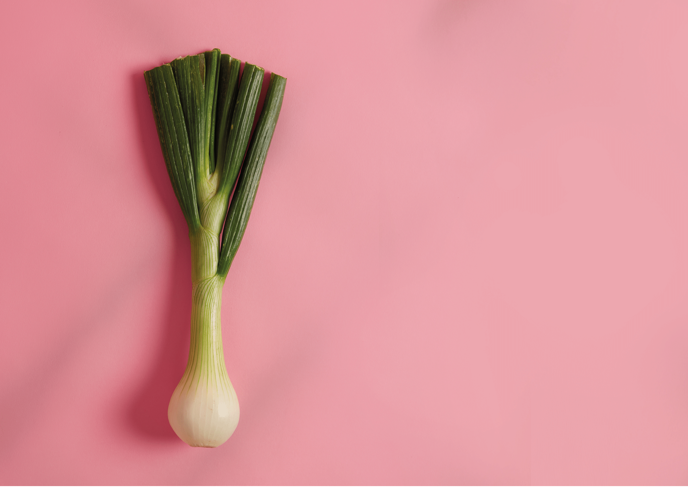 Green leek with sweet flavor ready to cook, offers host of health benefits, contains variety of nutrients, very low in calories, can be added to your diet, soup, salads or stews. Fresh wild ramp