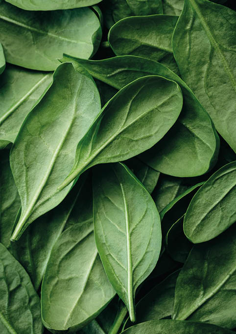 Fresh textured green baby spinach leaves, natural background.