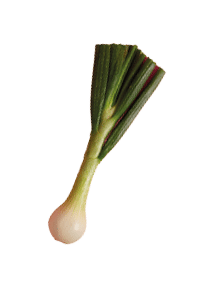 Green leek with sweet flavor ready to cook, offers host of health benefits, contains variety of nutrients, very low in calories, can be added to your diet, soup, salads or stews. Fresh wild ramp