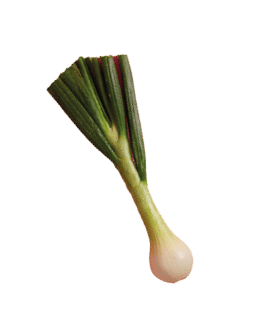 Green leek with sweet flavor ready to cook, offers host of health benefits, contains variety of nutrients, very low in calories, can be added to your diet, soup, salads or stews. Fresh wild ramp