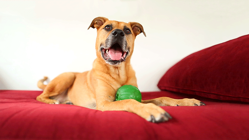Stock dog cinemagraph available for licensing