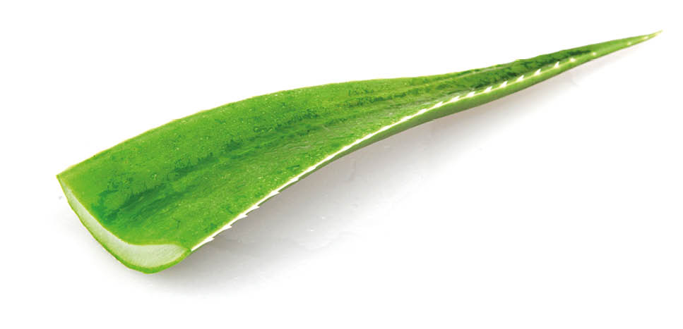 A single aloe vera leaf isolated on a white background