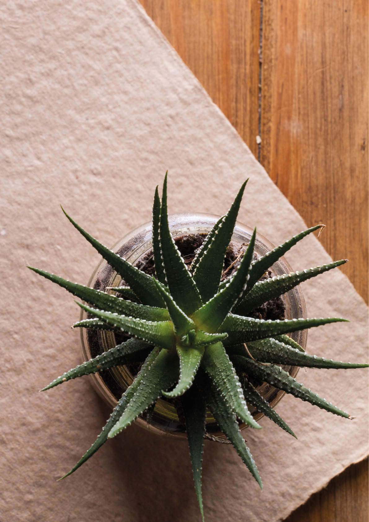 A vertical shot of an aloe in pot