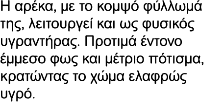 Η αρέκα, με το κομψό φύλλωμά της, λειτουργεί και ως φυσικός υγραντήρας. Προτιμά έντονο έμμεσο φως και μέτριο πότισμα,...