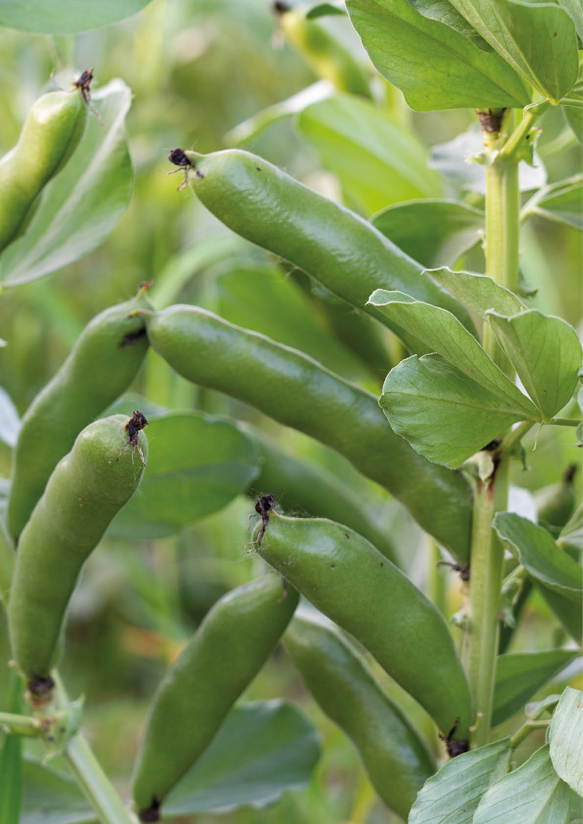 broad beans ready to harvest in garden. 