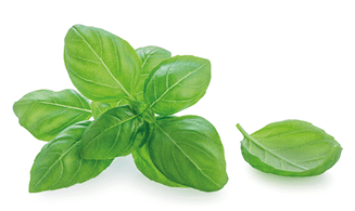 Basil isolated. Fresh Basil leaves on white background. Perfect Basil herb as food ingredient. 